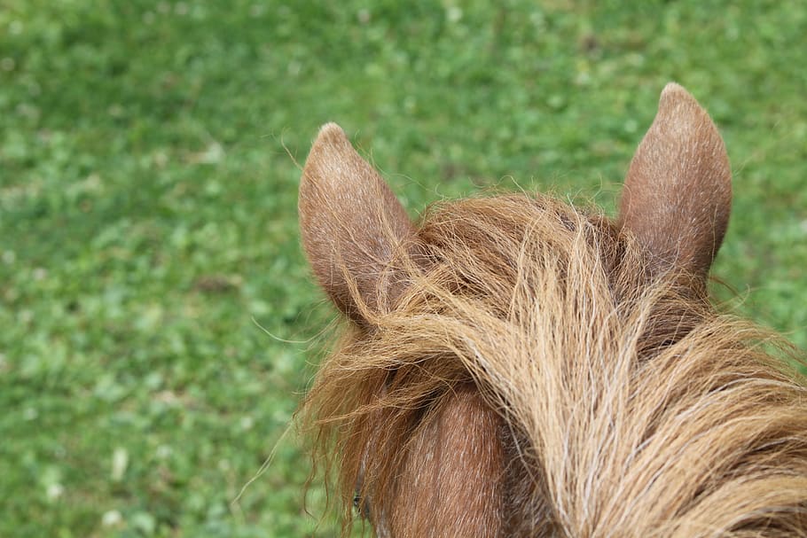 pony, ears, meadow, mane, rural, cute, animals, creature, animal world, HD wallpaper
