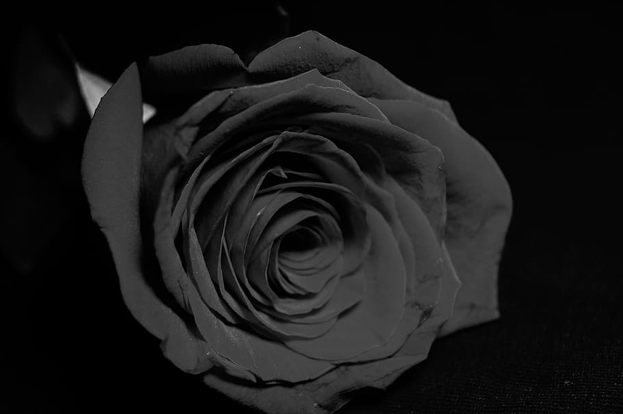 rose, bandw, flower, beauty in nature, rose - flower, flowering plant HD wallpaper