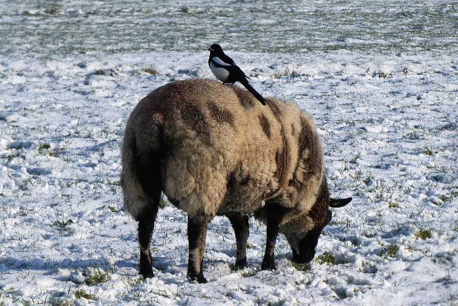magpie, sheep, whey, pasture, polder, winter, snow, frozen HD wallpaper