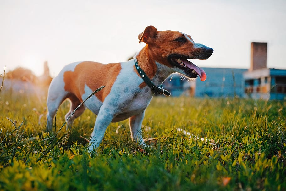 dog, walking, run, play, sunset, mood, puppy, cute, animal HD wallpaper