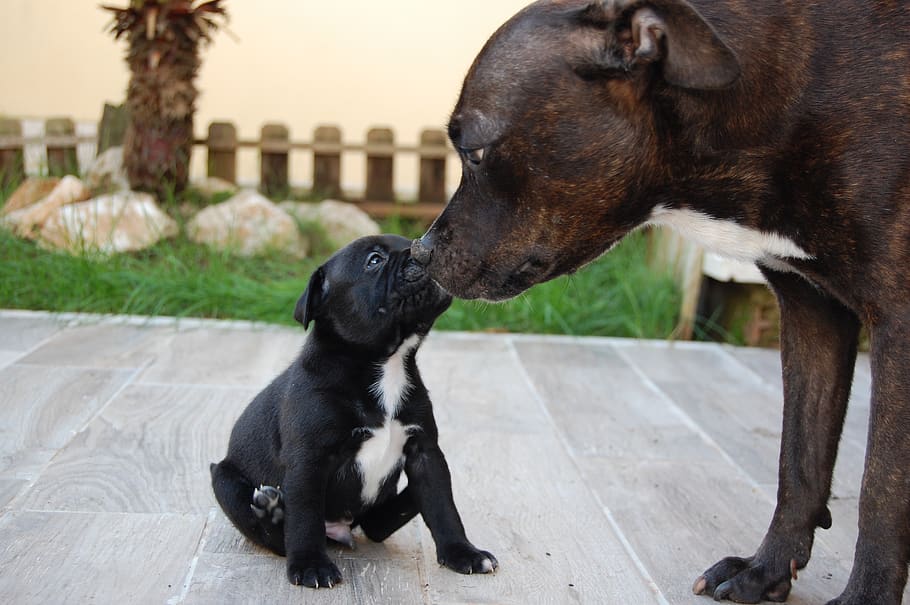 Staffy mum outlet