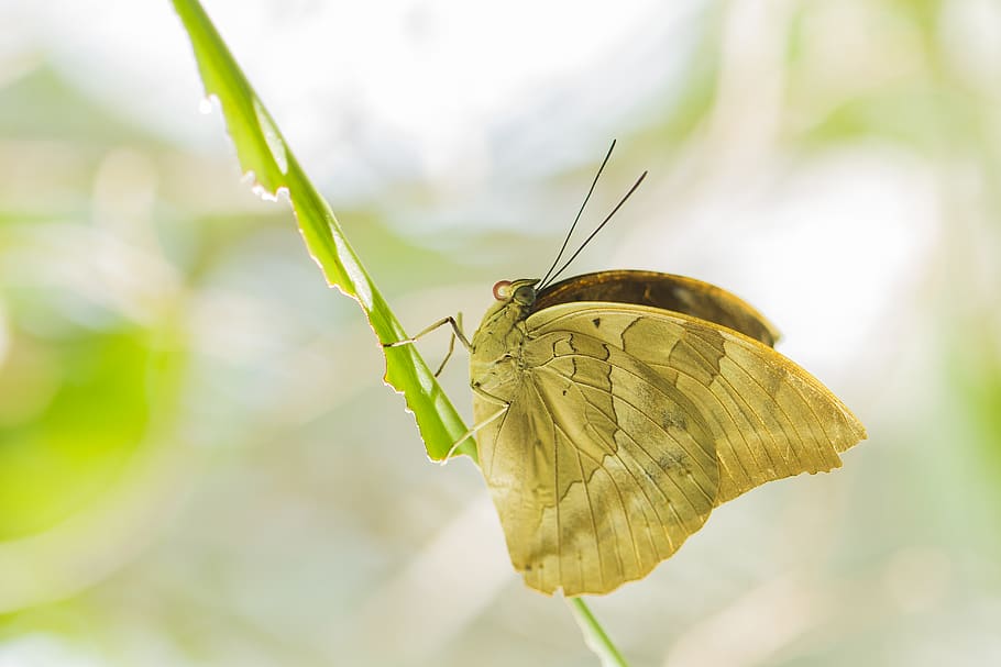 butterfly, nature, insect, macro, close up, invertebrate, animal wildlife HD wallpaper