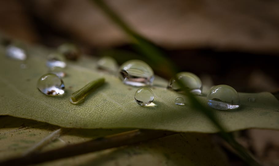 Drop of Water on Green Leaf Plant, close-up, dew, macro, waterdrops HD wallpaper