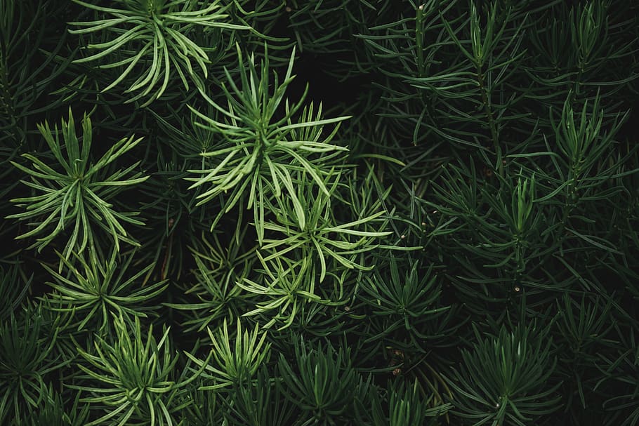 green pine tree leaf, plant, seasoning, food, dill, grass, agavaceae HD wallpaper