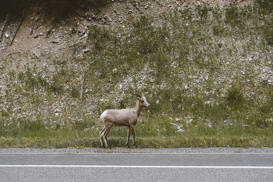 brown deer, animal, animal themes, vertebrate, mammal, one animal HD wallpaper