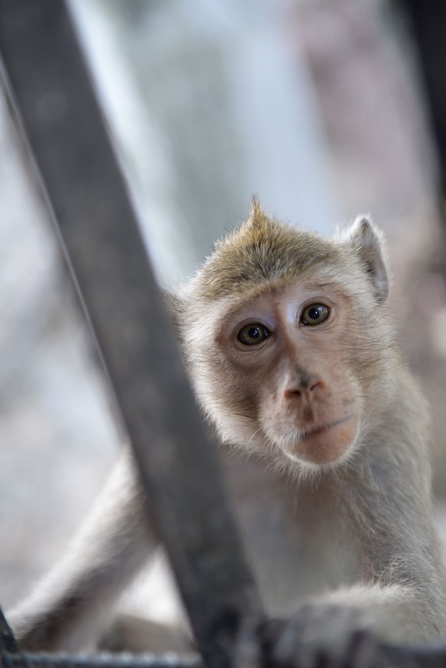 monkey, curious, animals, cute, primates, mammal, nature, zoo HD wallpaper