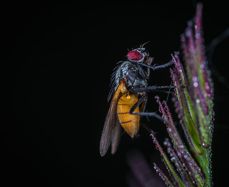 Macro Shot of Bee on Flower, animal, biology, black background, HD wallpaper