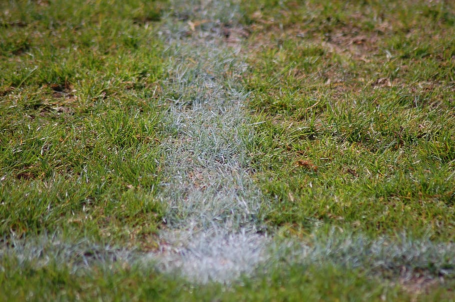 germany, meuselwitz, grass, plant, green color, selective focus HD wallpaper