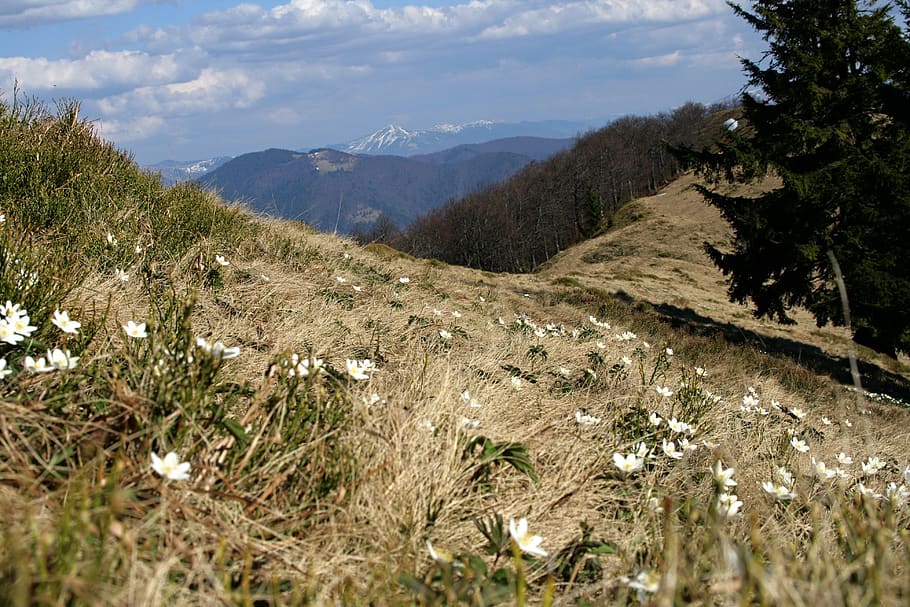 mountains, forest, glade, snow, spring, nature, landscape, the carpathians HD wallpaper