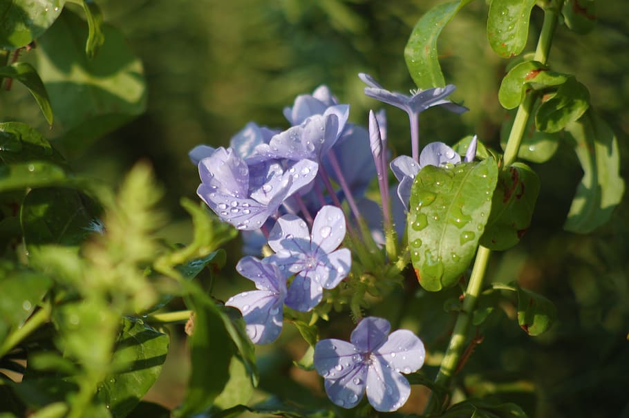 plumbago, blue flower, bloom, drops, flowers, nature, flowering plant, HD wallpaper