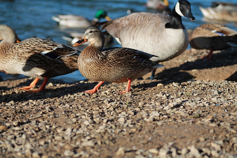 duck, ducks, bird, nature, animal, water, feather, waterfowl HD wallpaper