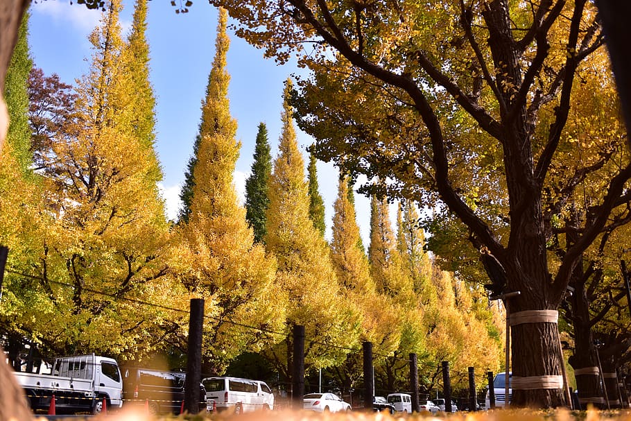 japan, tree, plant, autumn, change, nature, tree trunk, growth HD wallpaper