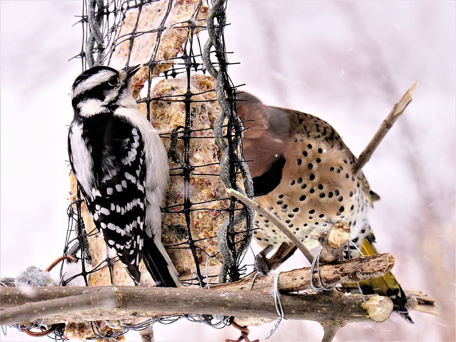 woodpeckers, flicker woodpecker, downy woodpecker, together, HD wallpaper
