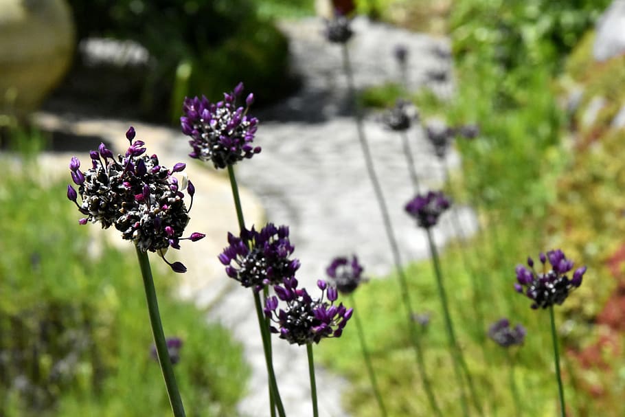 flowering plant, fragility, vulnerability, growth, freshness HD wallpaper