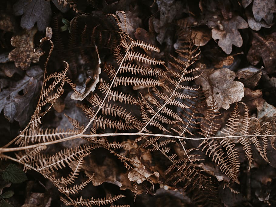 brown fern on dried leaves, plant, ornament, fractal, pattern, HD wallpaper