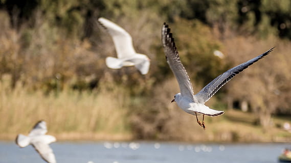 white birds in flight, animal, flying, seagull, tel aviv, hayarkon park HD wallpaper