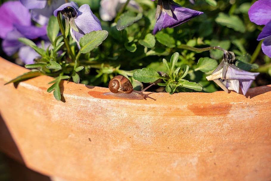 snail, shell, flowerpot, flowers, animal, spiral, nature, slowly HD wallpaper