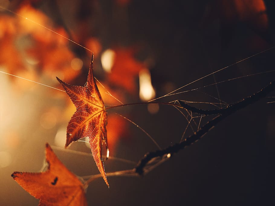 orange maple leaf with cobwebs, plant, tree, strasbourg, veins HD wallpaper