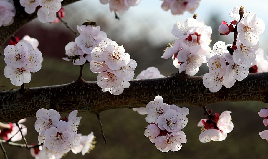 flowers, white, spring, casey, tree, nature, supplies, nice HD wallpaper