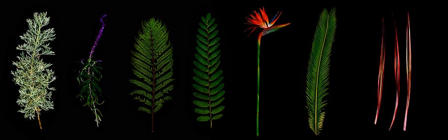 seven assorted-color leaf clip art, green, plant, fern, flower, HD wallpaper