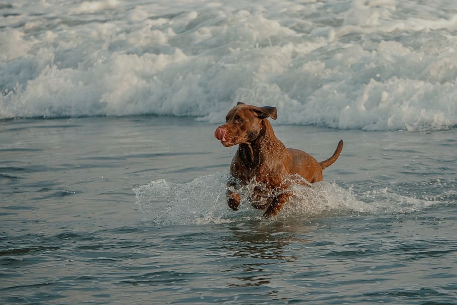 dog, beach, bali, wave, shores, mammal, one animal, pets, domestic animals HD wallpaper