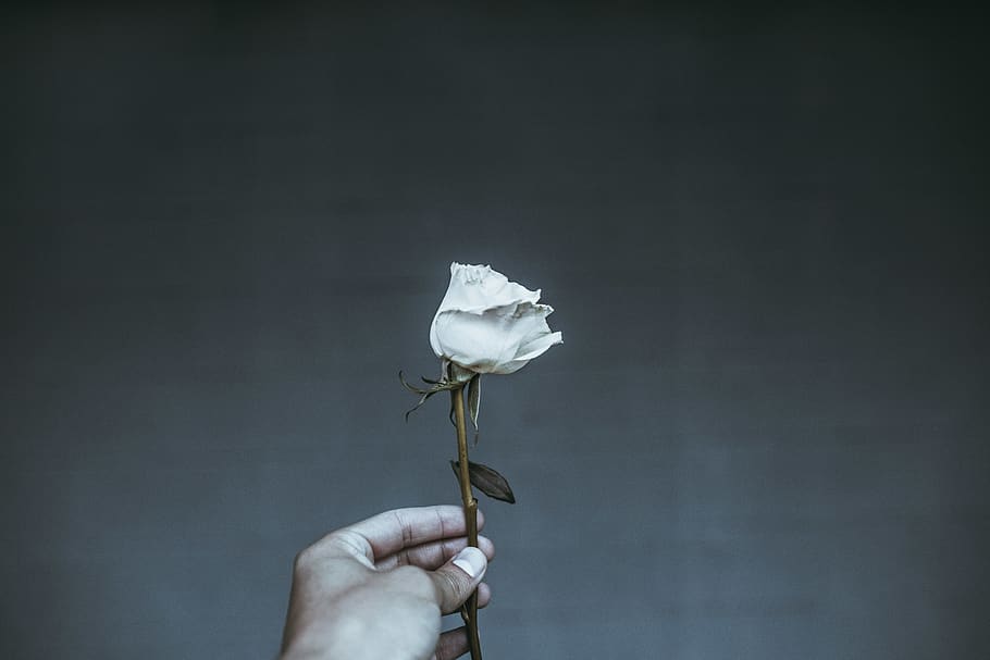 Photo of Person Holding White Flower, beautiful, bloom, blooming HD wallpaper