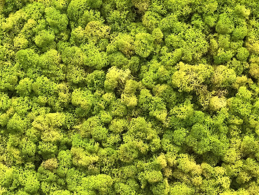 green, forest, tree, green color, plant, high angle view, day HD wallpaper