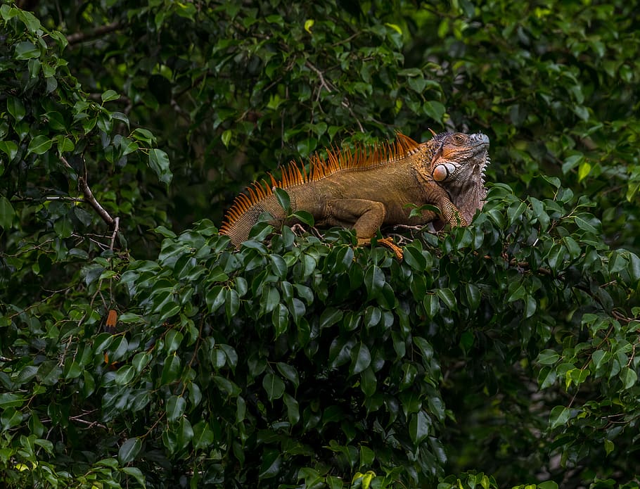 brown iguana on tree, lizard, reptile, animal, costa rica, boca tapada HD wallpaper