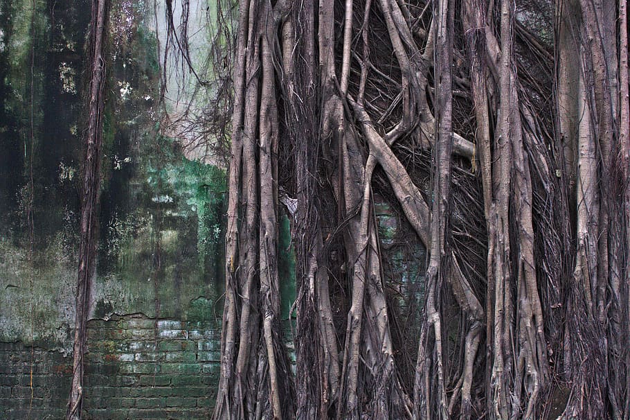 plant, root, tree, tainan, taiwan, wall, tree trunk, roots HD wallpaper