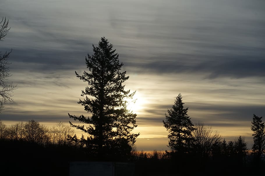 sunset, country, trees, sky, plant, cloud - sky, silhouette HD wallpaper
