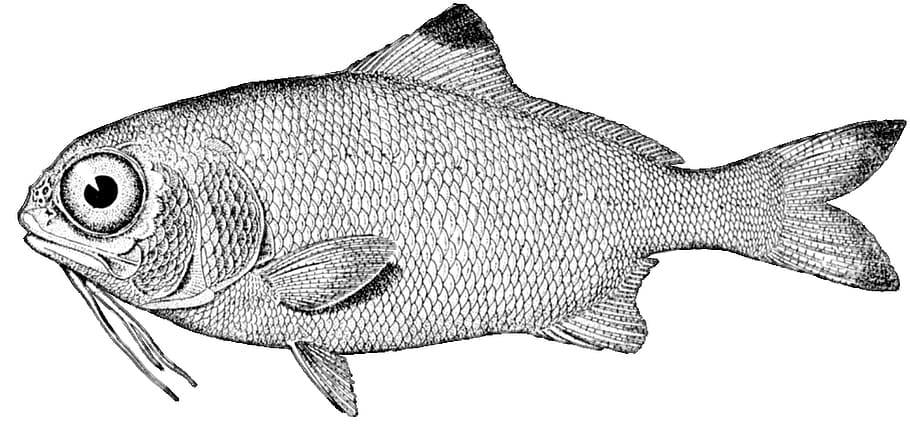sketch, fish, animal, creature, sea, graphic, vertebrate, animal themes HD wallpaper