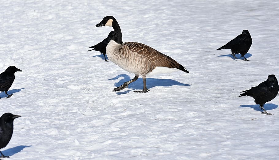goose, dig, crow, corvidae, waterfowl, poultry, snow, plumage HD wallpaper
