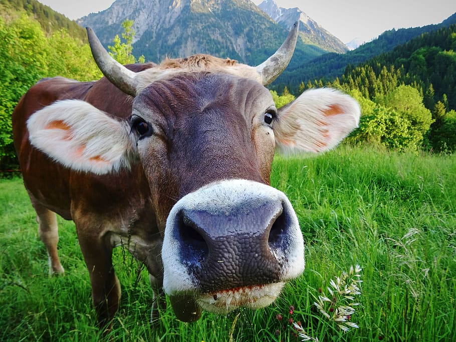 cow, alm, meadow, pasture, beef, agriculture, nature, ruminant