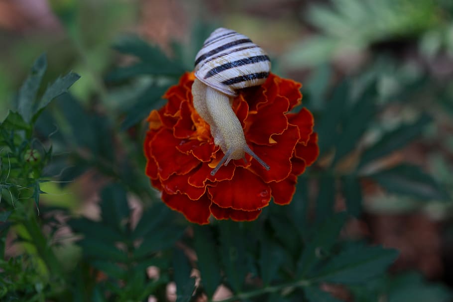 snail, flower, red, shell, nature, supplies, beauty in nature HD wallpaper