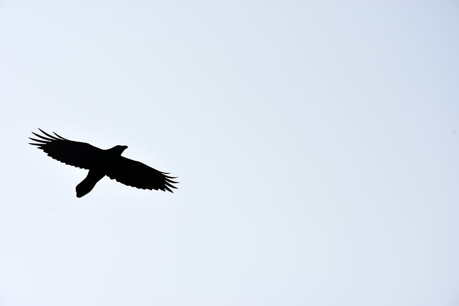 eagle, bird, sky, fly, majestic, wings, dom, flying, animals in the wild HD wallpaper