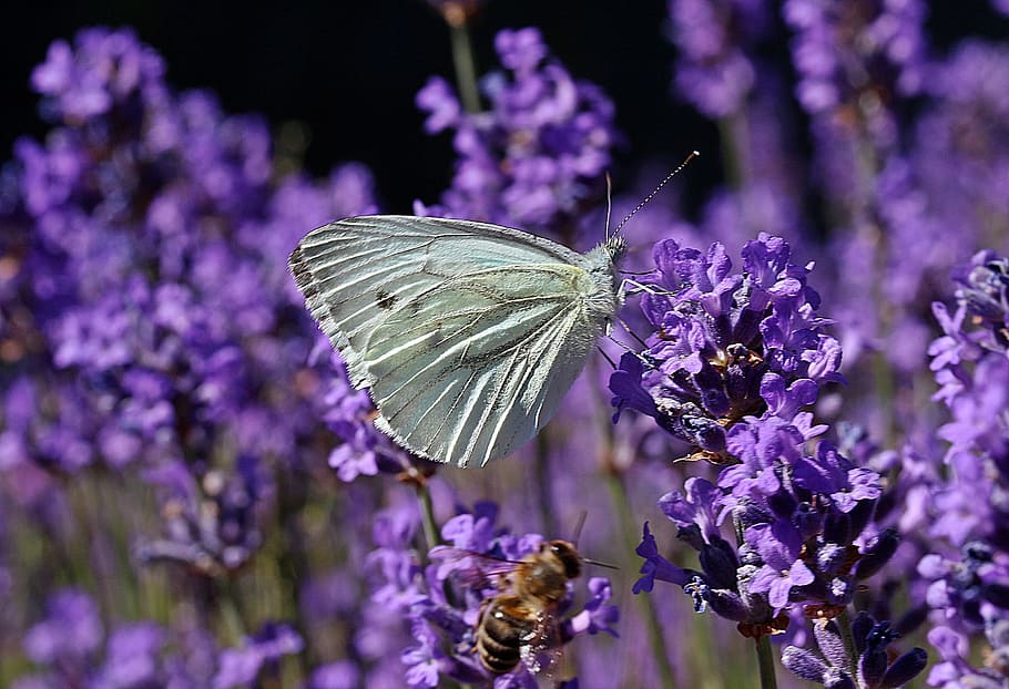 ling, white, small, cabbage, butterfly, animal, insect, wild HD wallpaper