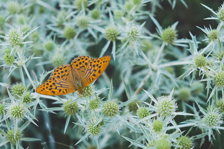 brown butterfly perch on leaf, plant, animal wildlife, one animal HD wallpaper