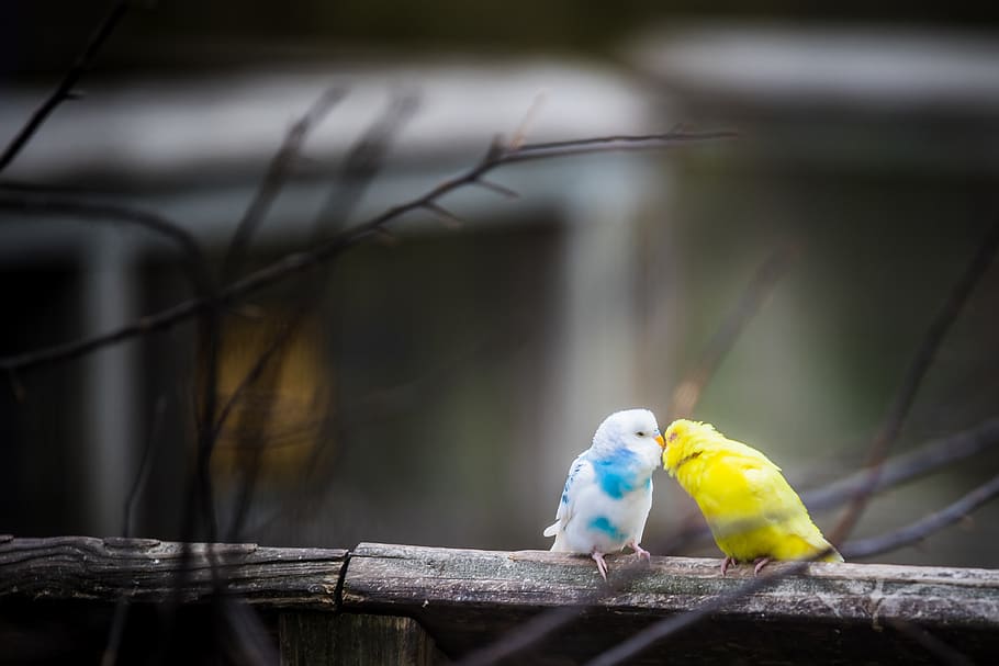 yellow and white parakeet kissing outdoor, bird, animal, canary