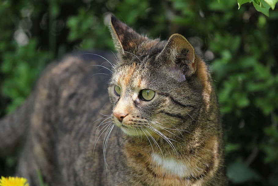 cat, pet, animal themes, one animal, mammal, feline, domestic animals HD wallpaper