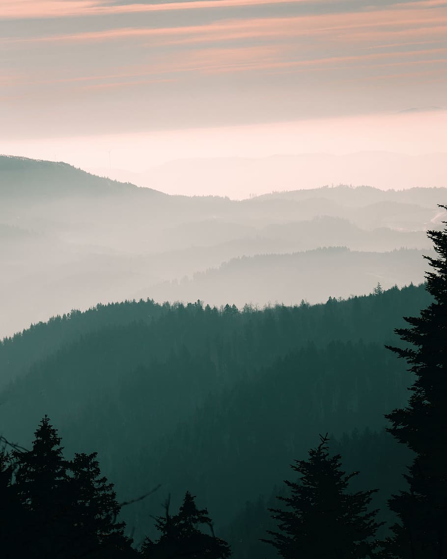 green-leafed tree, plant, abies, fir, nature, pine, conifer, outdoors HD wallpaper