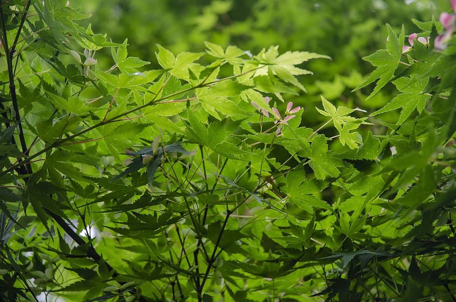 hangzhou, spring, maple, green, green color, plant, plant part, HD wallpaper