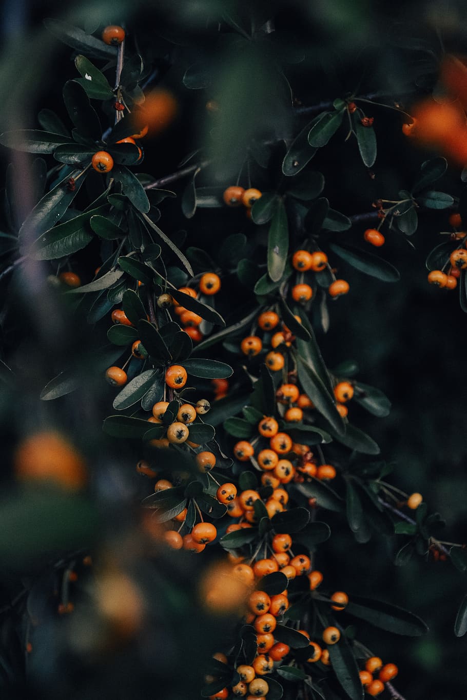 green plant, selective focus, growth, food and drink, plant part HD wallpaper