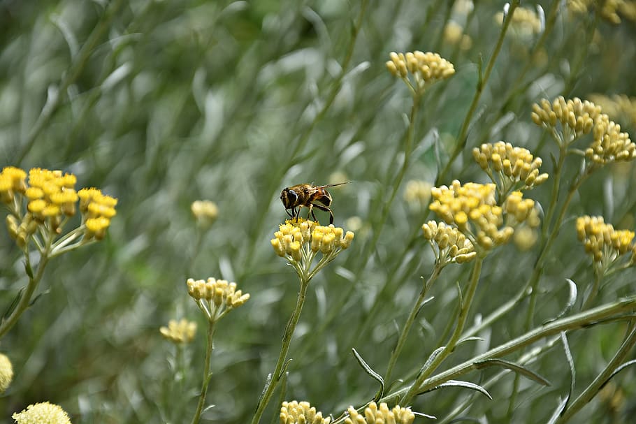 bee, flower, insect, nature, blossom, bloom, macro, plant, close up HD wallpaper