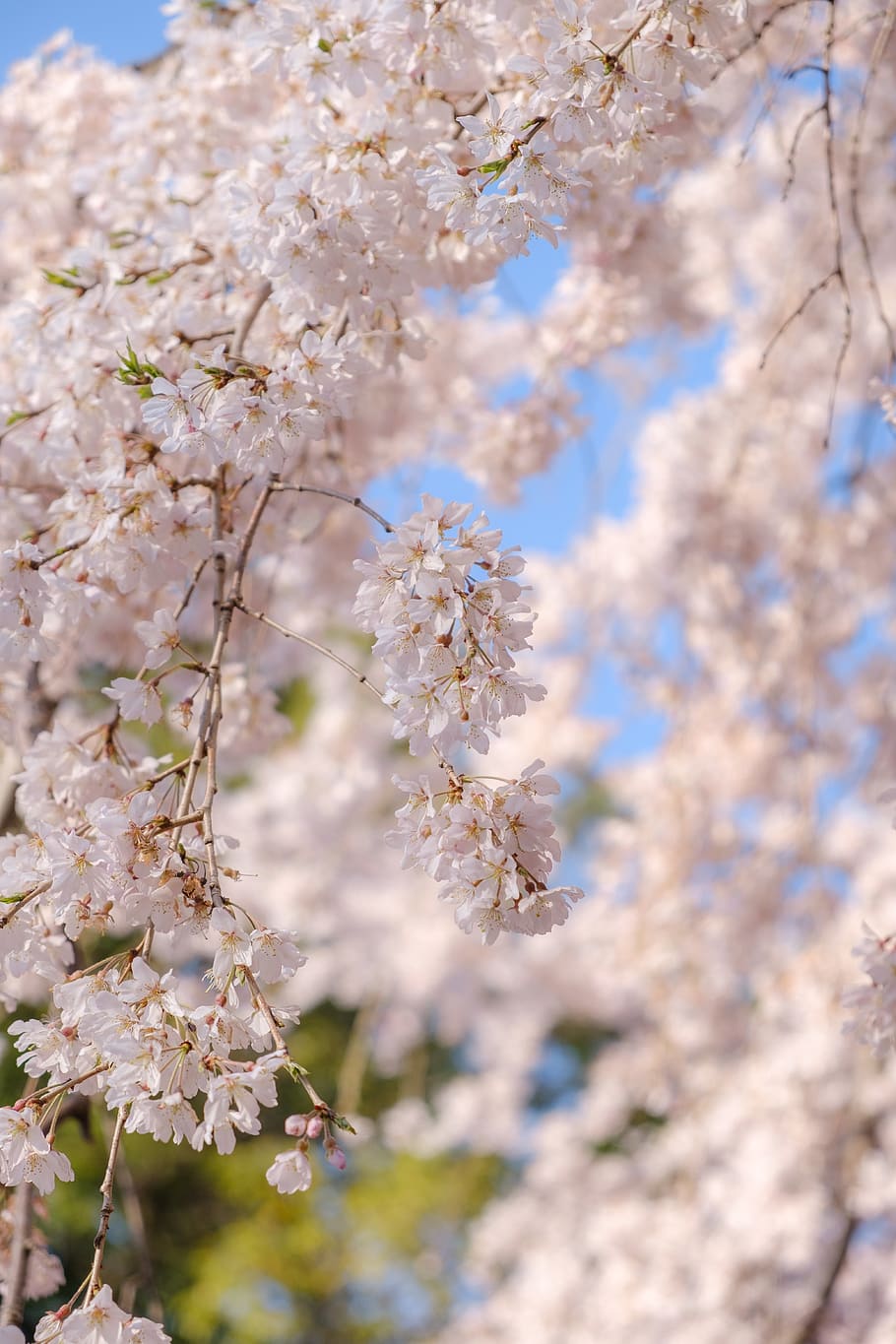 white petaled flowers, plant, blossom, cherry blossom, cherry blossoms HD wallpaper