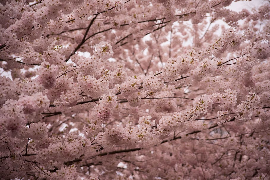 toronto, high park, canada, april, spring, nature, cherry blossoms HD wallpaper