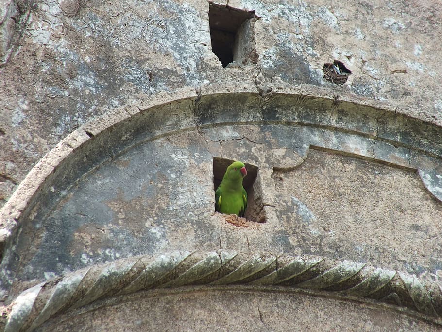 parrot, home, bird, built structure, architecture, no people HD wallpaper