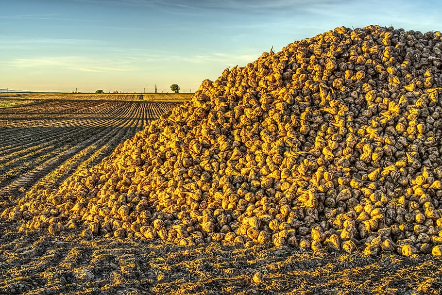 sugar beet, harvest, harvested, pile, stacked, hill, food, eat, HD wallpaper
