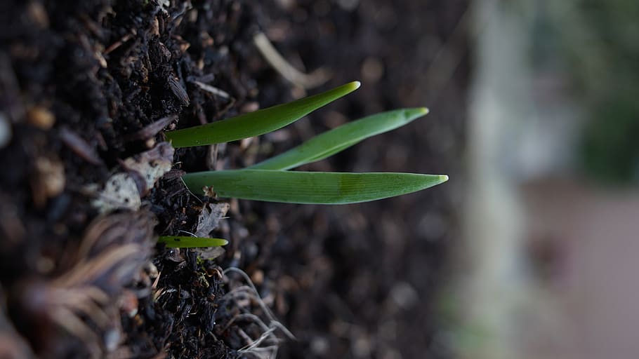green plant sprout, ground, soil, food, produce, vegetable, leaf HD wallpaper