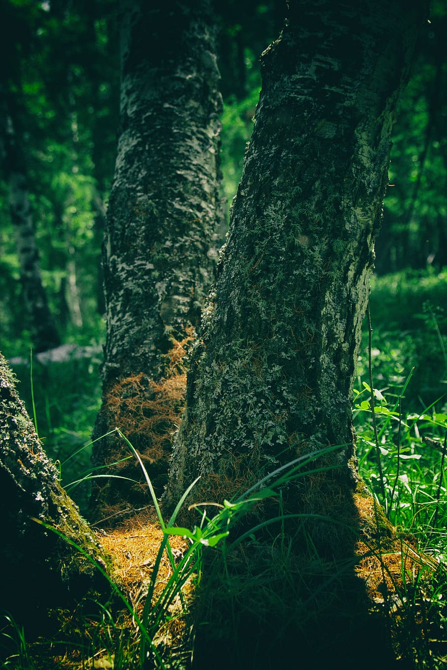 mongolia, ulaanbaatar, forest, tree, flower, trees, nature HD wallpaper