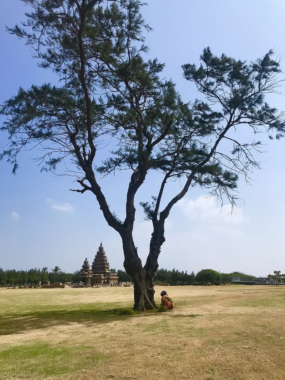 tree, plant, tree trunk, person, human, field, mahabalipuram HD wallpaper